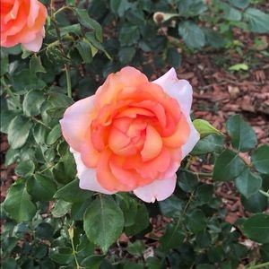 Meet your Posher, Rimsha